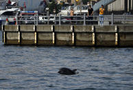 People, some wearing protective masks against the spread of coronavirus, take pictures of a dolphin, in Bosphorus Strait connecting Europe and Asia in Istanbul, Thursday, June 18, 2020. Turkish authorities have made the wearing of masks mandatory in Istanbul, Ankara and Bursa to curb the spread of COVID-19 following an uptick in confirmed cases since the reopening of many businesses. Masks are now obligatory in all public spaces in 47 out of 81 provinces. (AP Photo/Emrah Gurel)