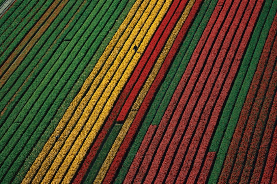 <b>Sembrado de tulipanes, Lisse, Países Bajos</b><br> Como cada primavera, este territorio holandés se vuelve un festival de color. En más de 23.500 hectáreas, los Países Bajos proporcionan el 65% de la producción mundial de bulbos de flores, o sea, unos 10 millones de bulbos. Resultado que desafortunadamente se alcanzó a expensas del medio ambiente: en la década del 90, las tasas de plaguicidas utilizados para este cultivo eran las más altas de toda Europa.