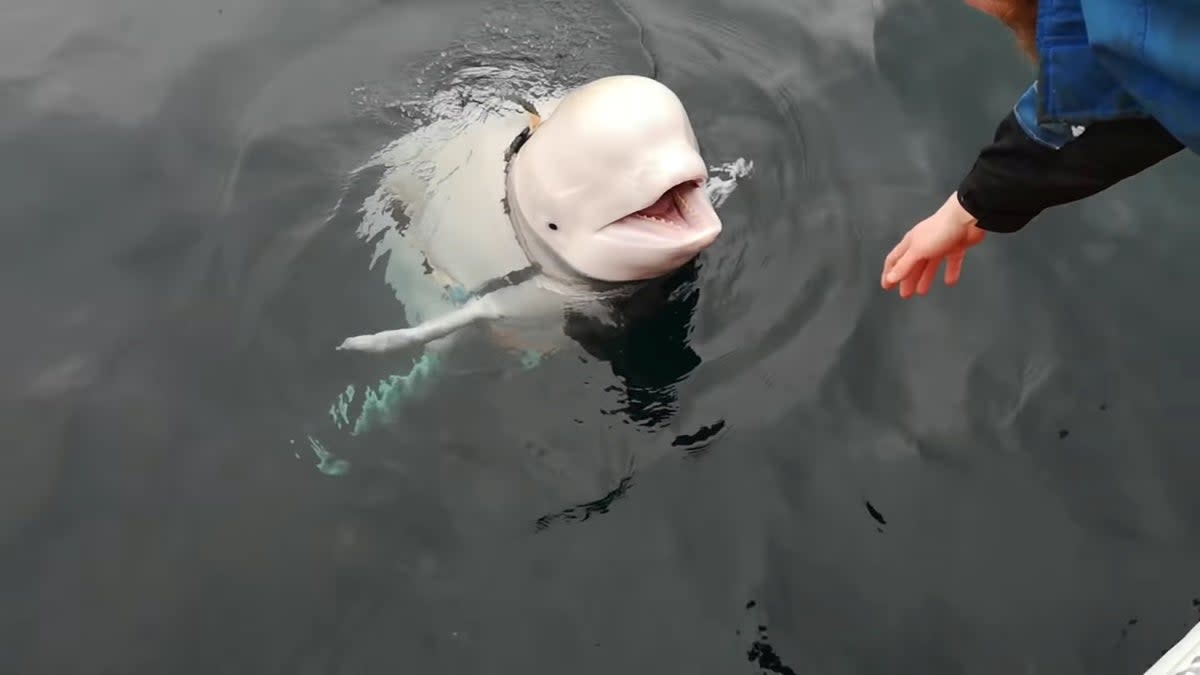 A Beluga whale wearing a Go Pro harness is seen in Norwegian waters in 2019 (Jorgen Ree Wiig)