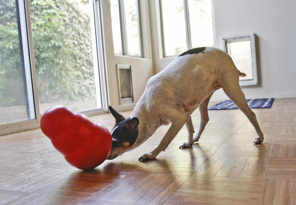 In this Thursday, Jan. 31, 2013 photo, Dinky, the tiny pure bred rat terrier pet of Melissa Duffy, attacks the toy known as "Kong," which releases treats when tilted the right way in Carlsbad, Calif. "She starts to get anxious when I am getting ready to go out, whining, pacing, shivering," Duffy says. Being left with a food-dispensing toy calms her reaction to Duffy's departure and has longer-lasting effects as well. (AP Photo/Lenny Ignelzi)