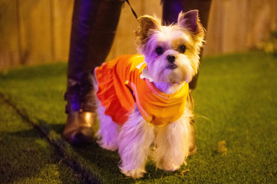 Scenes during The Bark and Boos halloween costume contest at 601 Lamar St. on Friday, Oct. 21, 2022.