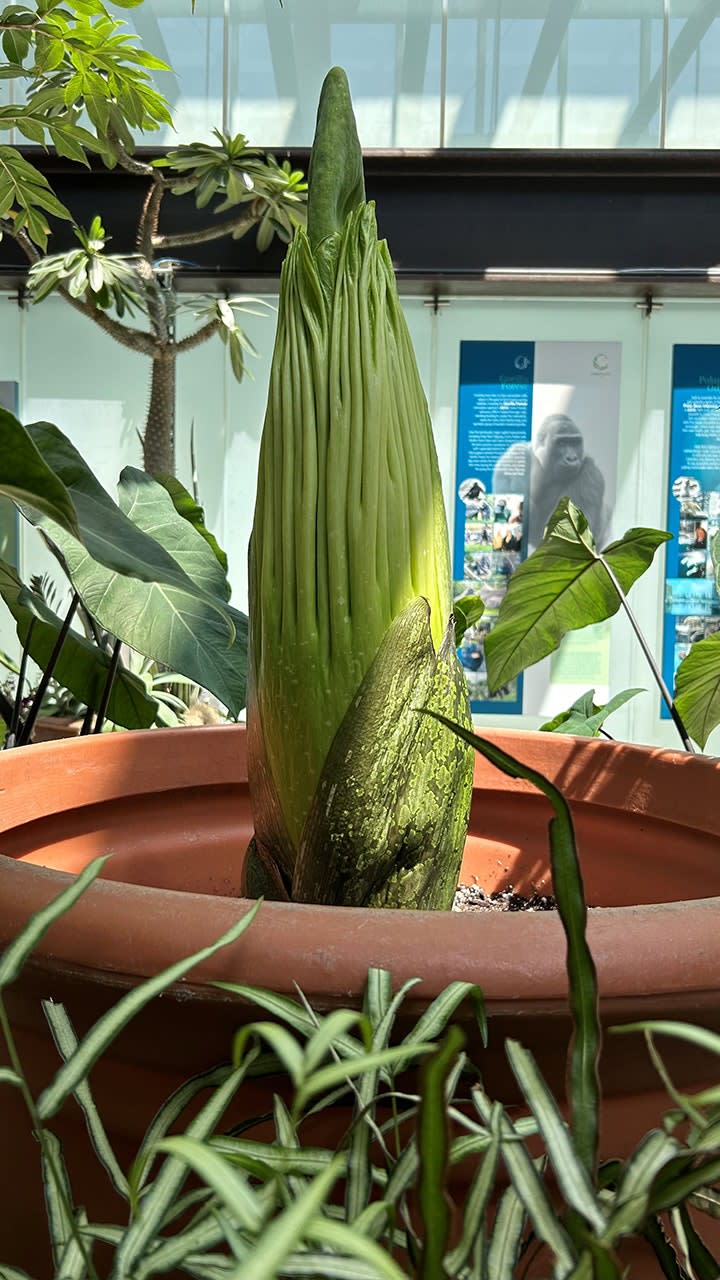 Horace the corpse flower