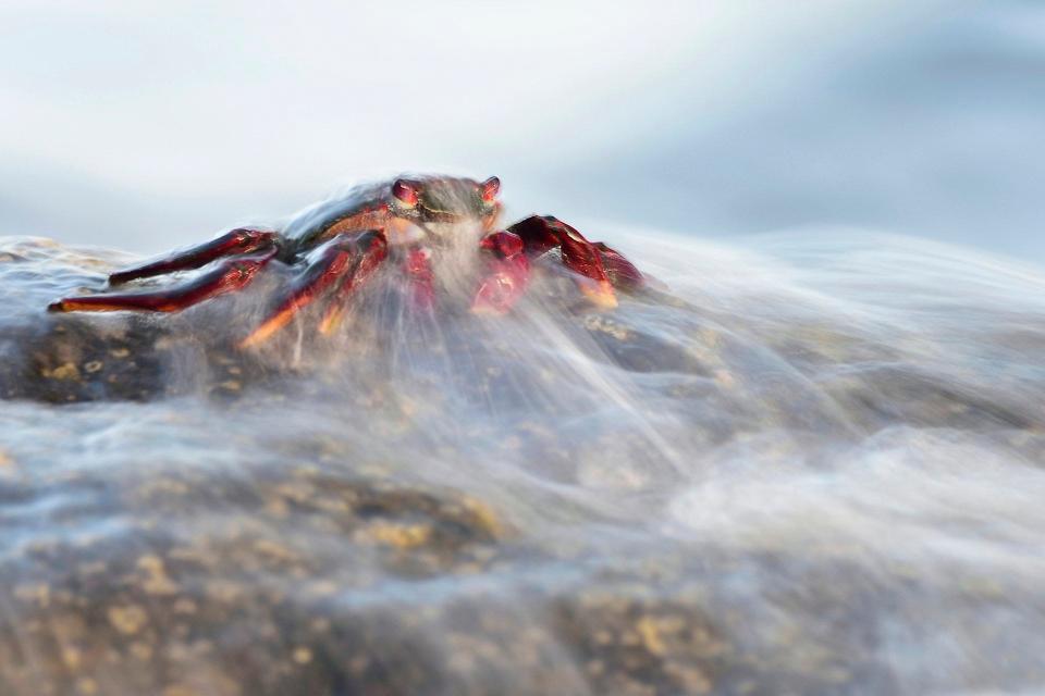 The gold winner in the behaviour - invertebrates category: ‘The ghost of the rocks’ – a Red crab (Grapsus adscensionis) on La Gomera Island, Spain.