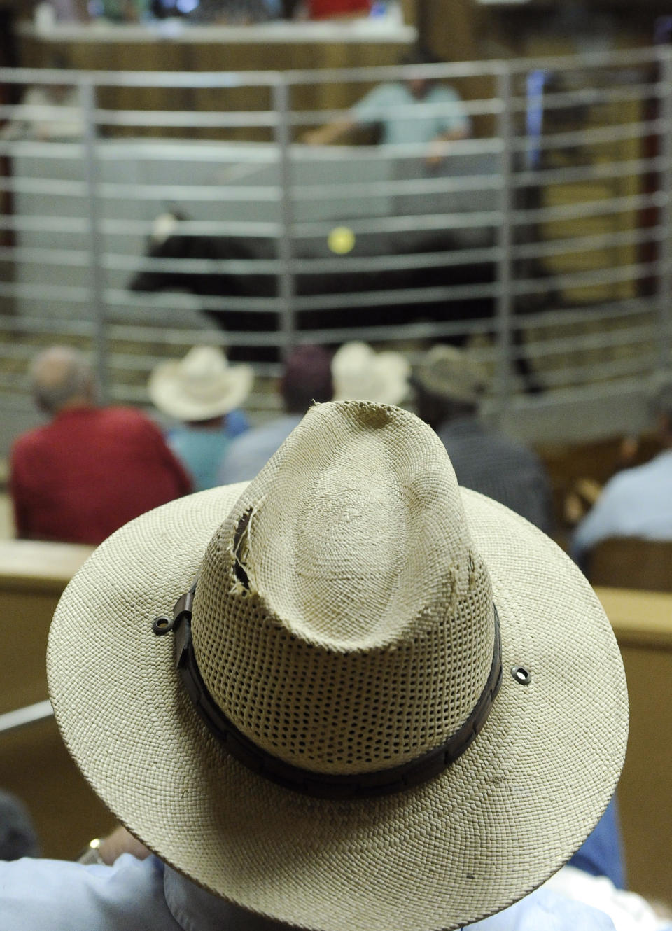 File - In this July 28, 2011 file photo, a man watches a cattle auction at the Lockhart Livestock Auction arena in Lockhart, Texas. This year, cowboys statewide watched closely a recent auction in Frankston to see how the cattle sold. The price of the heifers, the number of buyers, the amount of sales, and the attitude of the ranchers is one of the first real indications of how quickly Texas recovers from the impacts of a historic drought _ and at what cost. (AP Photo/Pat Sullivan, File)