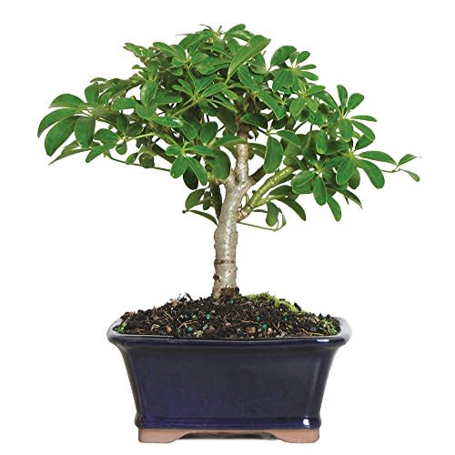 Brussel's Live Hawaiian Umbrella Indoor Bonsai Tree - 3 Years Old; 5