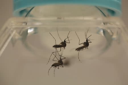 Aedes aegypti mosquitoes are seen at the Laboratory of Entomology and Ecology of the Dengue Branch of the U.S. Centers for Disease Control and Prevention in San Juan, March 6, 2016. REUTERS/Alvin Baez