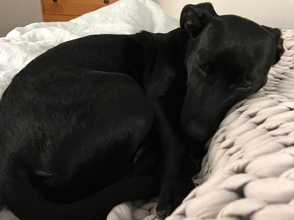 A dog sleeps on a bed in front of a dresser.