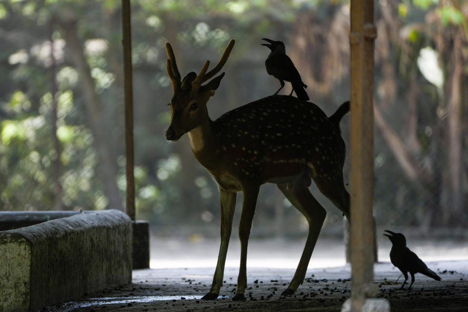 A deer stands in a shade on a hot day at the Alipore Zoological Garden in Kolkata, India, Friday, May 3, 2024. (AP Photo/Bikas Das)
