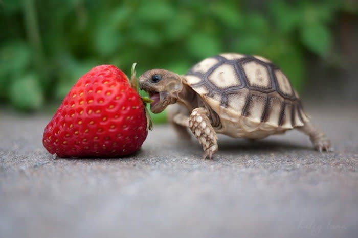 Bei diesen kleinen Kreaturen geht wohl jedem das Herz auf – und die süßen Tierbabys verlieren keine Zeit, um große Taten zu vollbringen: Kaum auf der Welt schnappt sich diese Schildkröte eine Erdbeere, die mal eben so groß ist wie sie selbst.