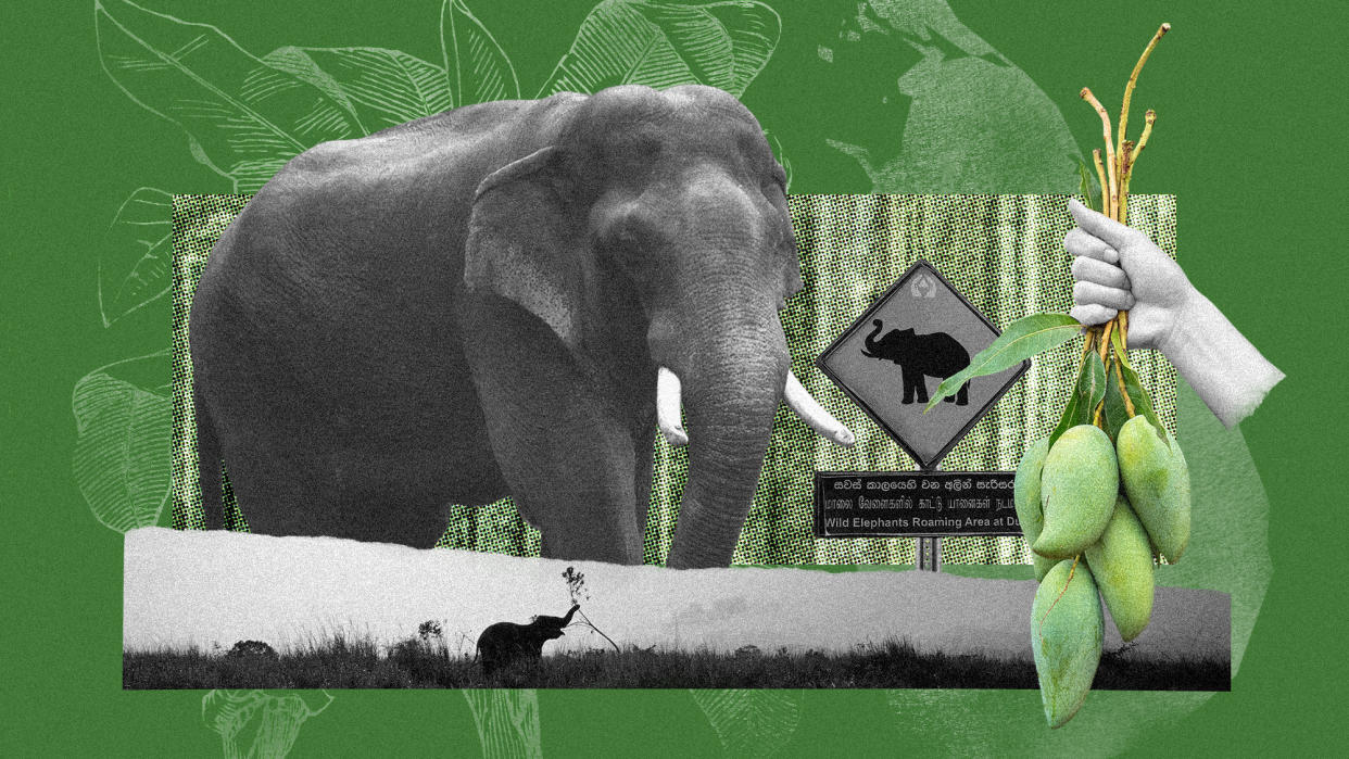  Photo collage of elephants, a freshly picked bunch of mangoes, a road sign warning of elephant activity. In the background, there is a top-down view of farmland, a botanical illustration of a banana tree, and a map of Sri Lanka. 