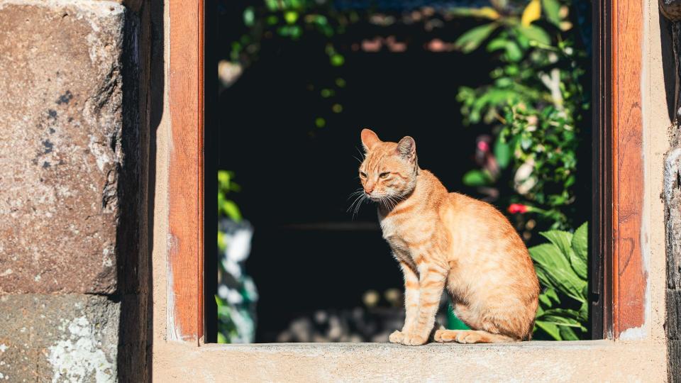 American shorthair sitting outside