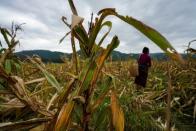 Yu Wuyang, an ethnic Dai farmer, picks corn in her cornfield at Nuodong village of Menghai county