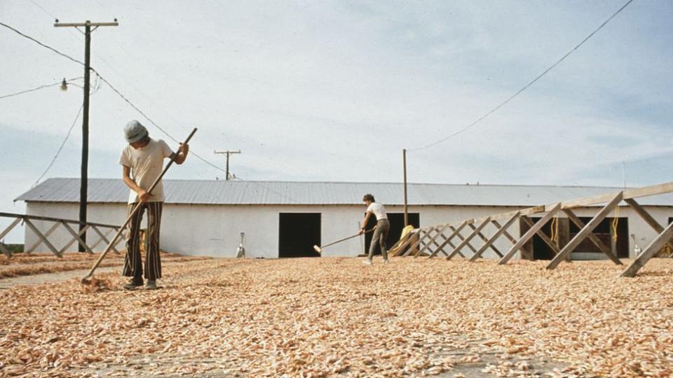 Trabajadores secando camarón al sol en Luisiana
