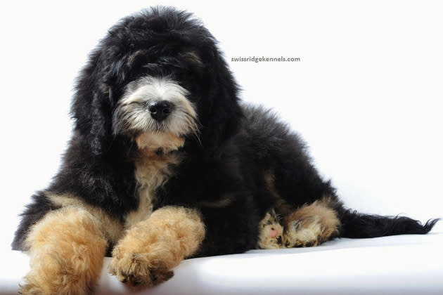 Bernedoodle