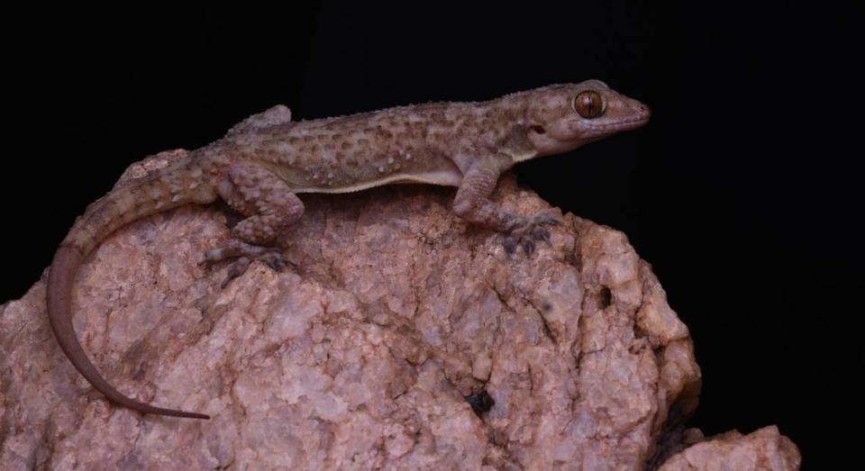 A Hemidactylus multisulcatus, or Madurai rock gecko, seen from the side.