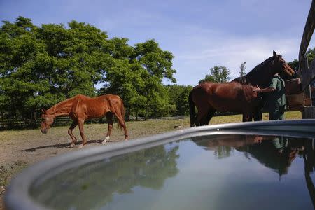 Retired thoroughbreds walk on a prison farm at the State of New York Wallkill Correctional Facility in Wallkill, New York June 16, 2014. REUTERS/Shannon Stapleton