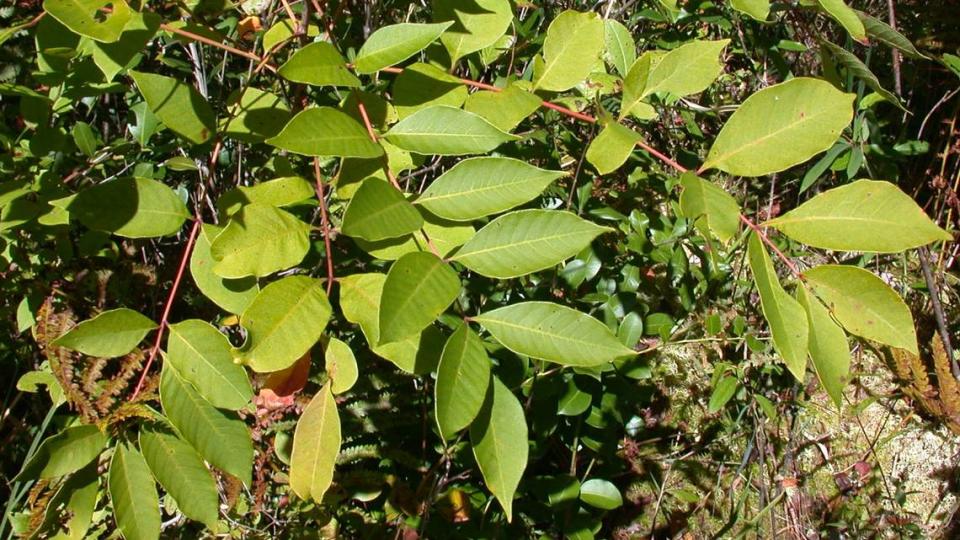 Poison sumac is commonly found in bogs, pocosins and ditches in the eastern part of the state.