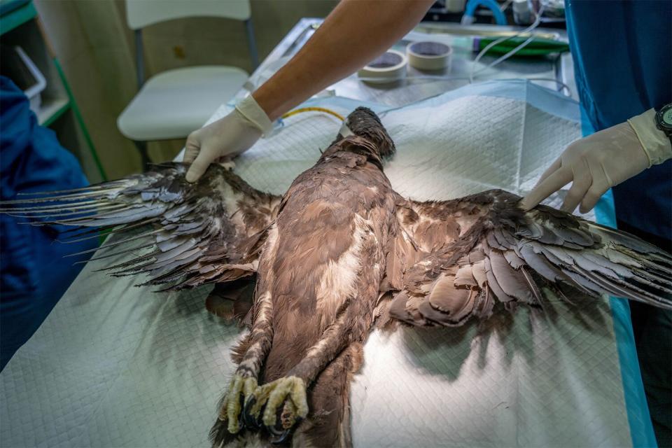 Jurong Bird Park’s avian hospital