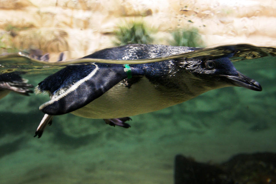 Sydney Aquarium Welcomes Baby Penguins