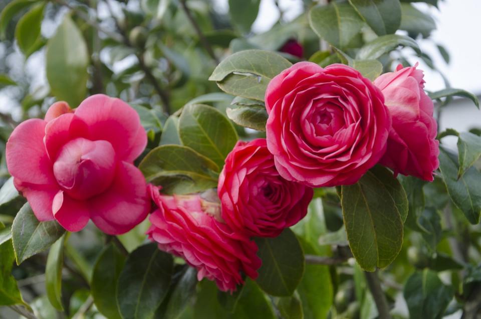 Red Camellias