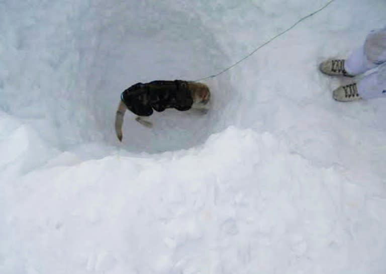 An Indian army dog helps in the search for survivors after a deadly avalanche on the Siachen glacier on February 8, 2016