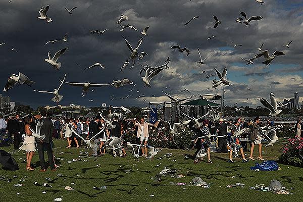 Seagull storm.