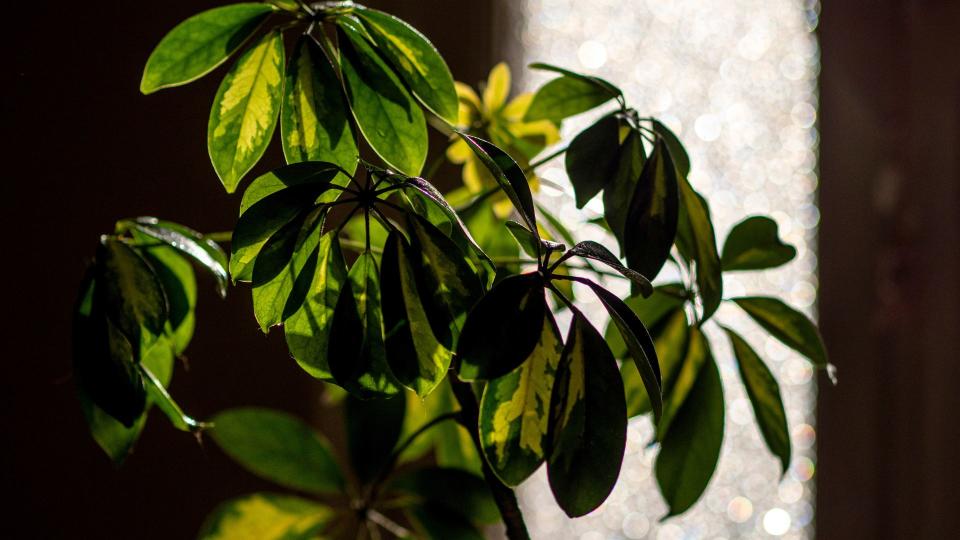 <p> Place your Umbrella Plant in a large pot in a bathroom where it will happily provide a pop of greenery to your space as well as absorb pollutants from the air. This all-rounder features robust leaves and if you’re very lucky may even flower, but it’s quite rare in indoor varieties. </p>