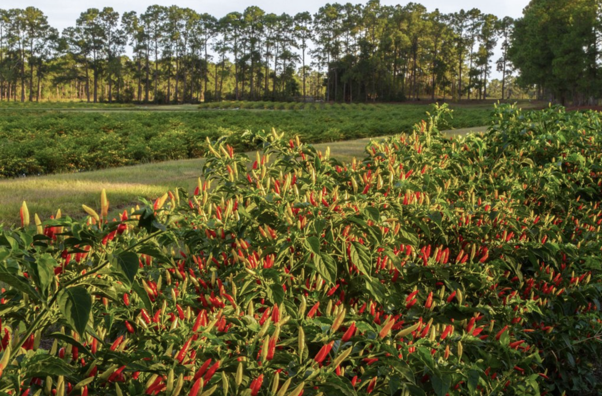 Tabasco Farm