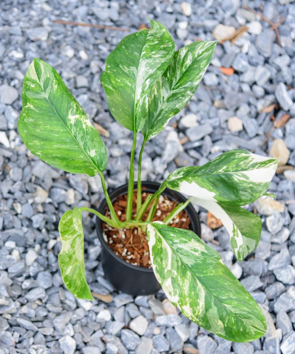 Monstera lechleriana