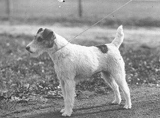 1915 1916 westminster winner