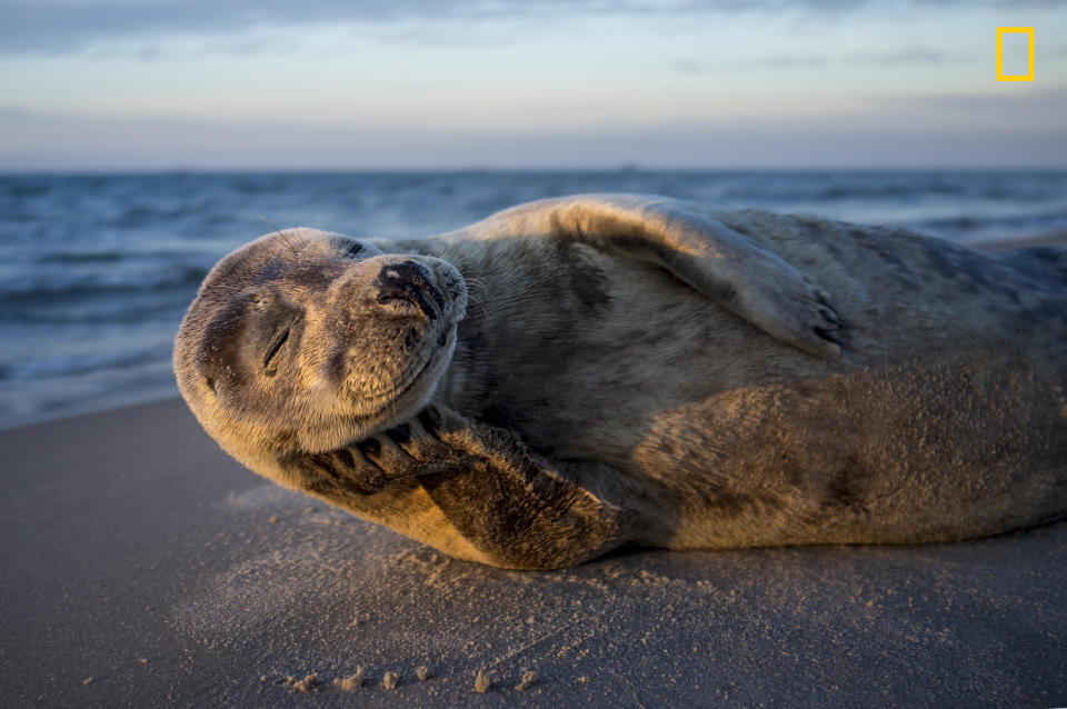 <p>“Went to the very north of Denmark, skagen, at sunrise and found this willing model.” (<a rel="nofollow noopener" href="http://yourshot.nationalgeographic.com/profile/1498785/" target="_blank" data-ylk="slk:Lars Lykke;elm:context_link;itc:0;sec:content-canvas" class="link ">Lars Lykke</a> / National Geographic Nature Photographer of the Year contest) </p>