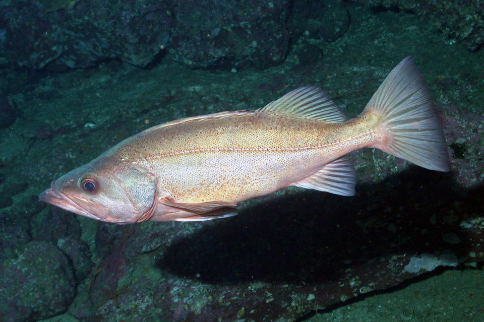 This undated photo provided by NOAA Fisheries shows a Bocaccio. Federal officials are increasing the catch limits for many types of groundfish, including the Bocaccio, because the numbers of one key species, the yelloweye rockfish, has rebounded much faster than expected under a restoration plan. (NOAA Fisheries via AP)