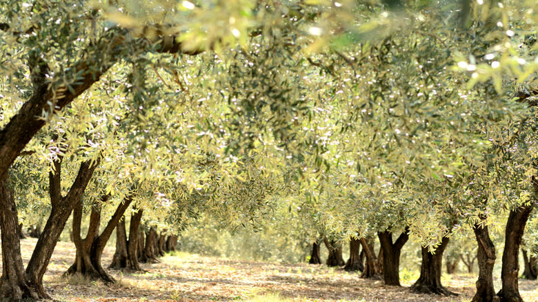 Grove of Nyons olive trees