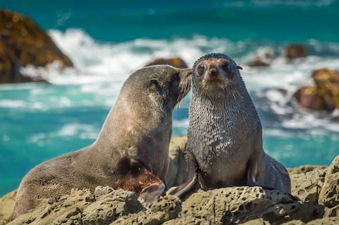 You'll spot seals too - Credit: GETTY