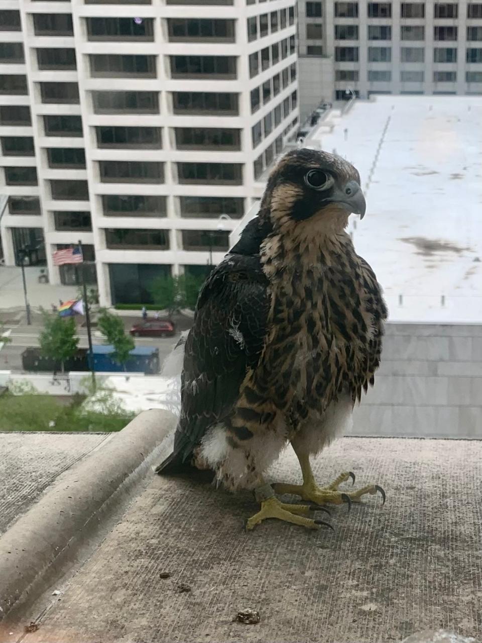 One of the peregrine falcon eyases ventured out of the nest to pay a visit to Mercantile Library Executive Director John Faherty's window.