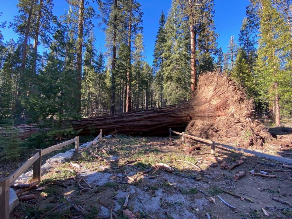 This photo provided by Yosemite National Park shows a fallen giant sequoia that came down during the Mono wind event on Tuesday, Jan. 19, 2021 in Yosemite National Park. Yosemite National Park will remain closed through the weekend after high winds that battered much of California knocked down two giant sequoias and caused millions of dollars in damage. (Yosemite National Park via AP)