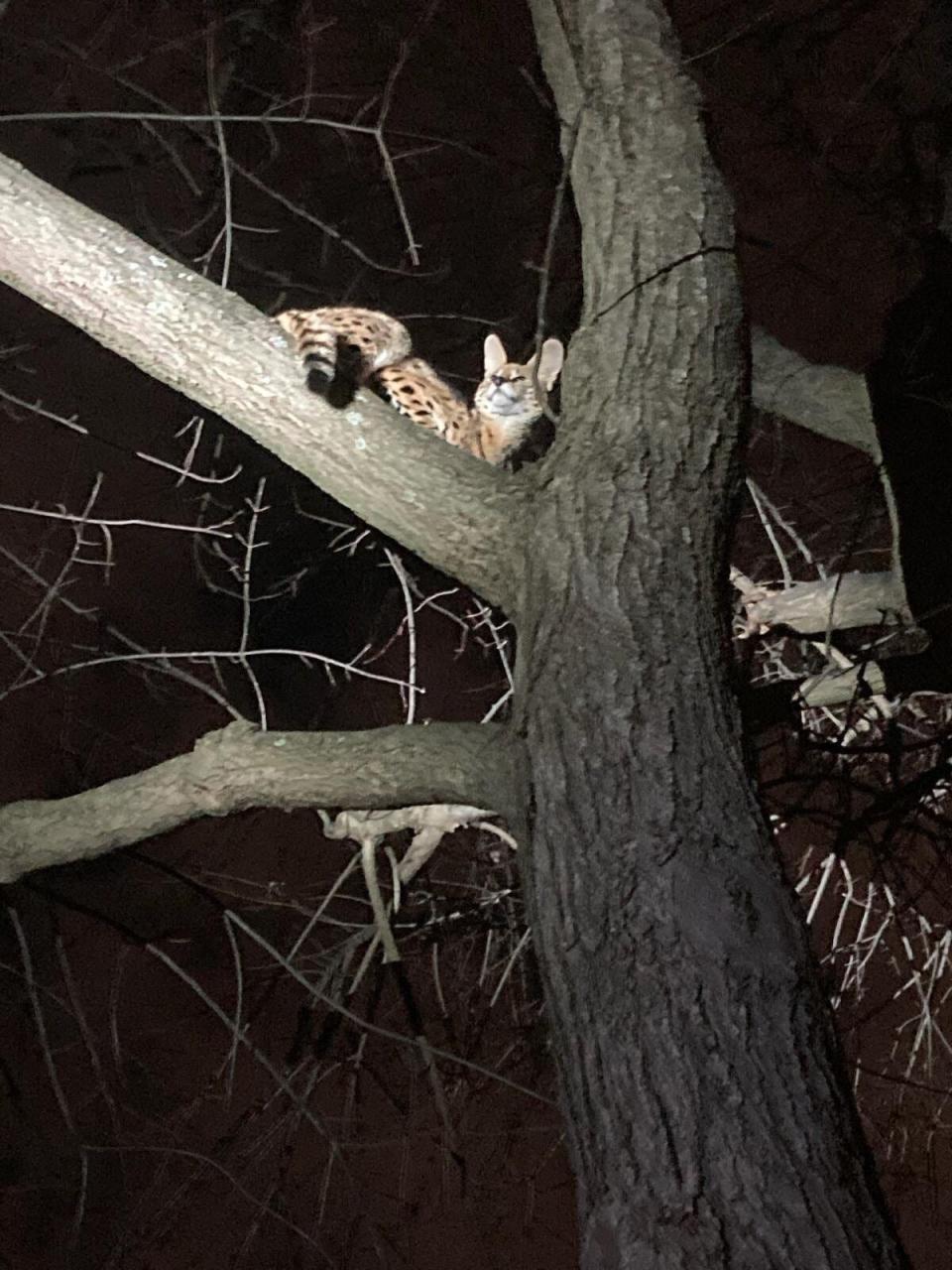 An exotic cat that climbed a tree after being discovered by police during a traffic stop was recovering at the Cincinnati Zoo & Botanical Garden on March 9, 2023 after city animal control officials said it tested positive for cocaine.