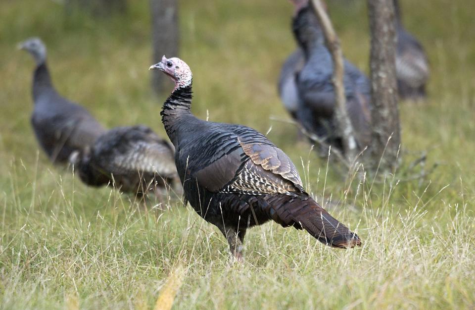 By the turn of the 20th century, an estimated 100,000 wild turkeys had vanished from Michigan’s landscape. Thanks to a massive conservation effort over the last 50 years, there are now more than 200,000 of the birds across the state.