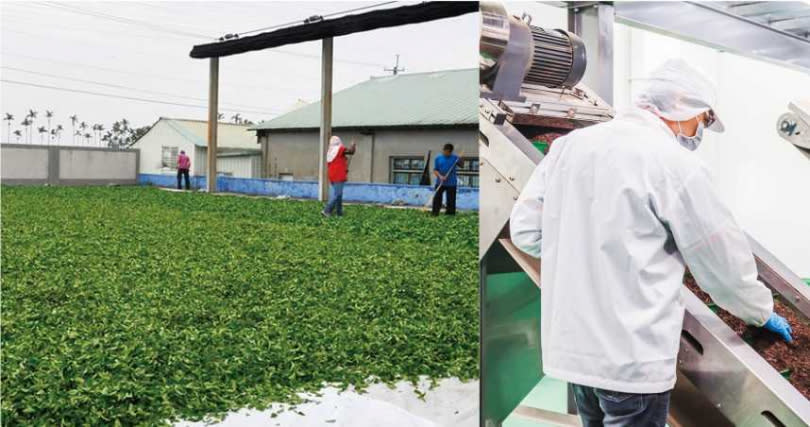 大中和公司的茶廠設有檢測人員，針對合作廠商的茶葉（左），除了肉眼確認品質，也會在實驗室進行其他檢驗。（圖／承恩食品提供）