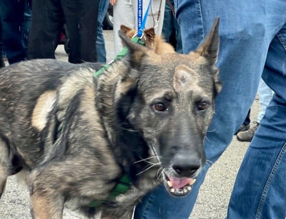 Police dog shot by Chicago murder suspect released from hospital, expected to make ‘full recovery'