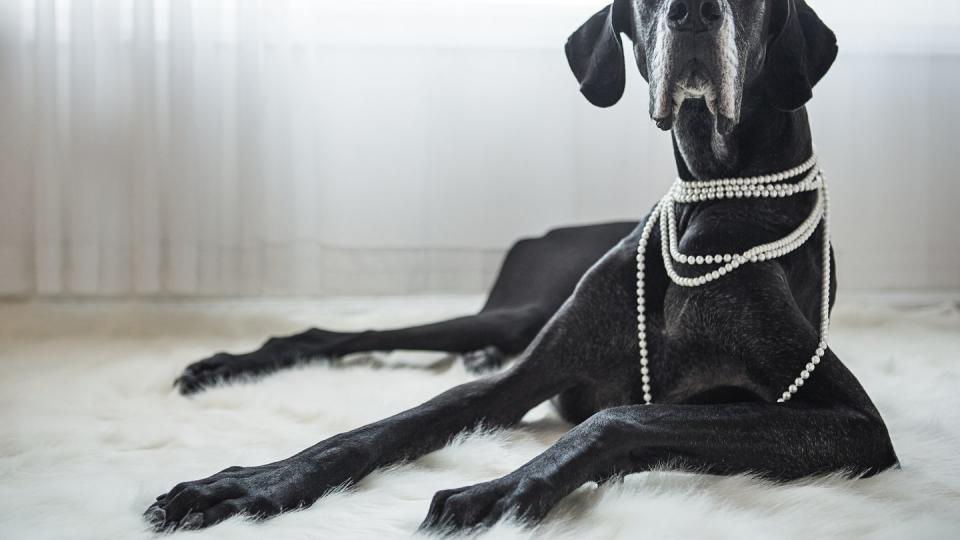 big dog laying on fur rug