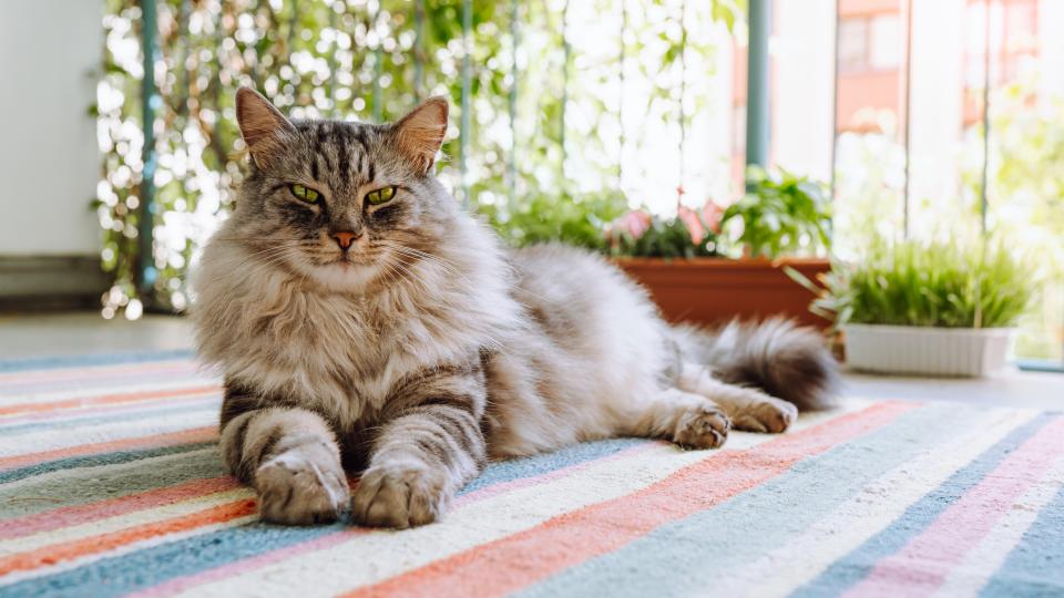 Maine Coon cat lying on woven carpet on balcony