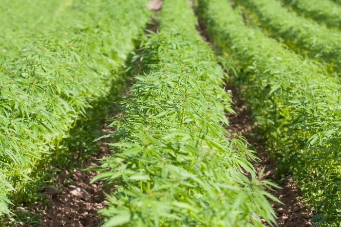 Close-up of rows of hemp plants growing outdoors.