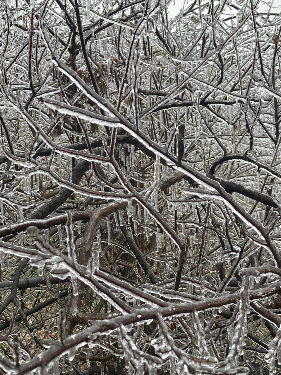 Ice coats trees at an Austin, Texas, home, Wednesday, Feb. 1, 2023. A storm knocked out power for a third of the city. Even as temperatures finally pushed above freezing in Austin — and were expected to climb past 50 degrees (10 Celsius) on Friday — the relief will be just in time for an Arctic front to drop from Canada and threaten northern states. (Andrea Ball/Houston Chronicle via AP)