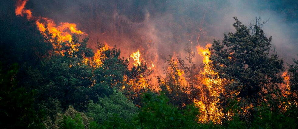 Quatorze départements sont placés en risque modéré pour la première « météo des forêts ». (Image d'illustration)  - Credit:NICOLAS LIPONNE / Hans Lucas / Hans Lucas via AFP