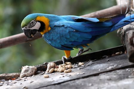 A macaw eats peanut, near a chicken head in Vittorio Poggi's house near Caracas
