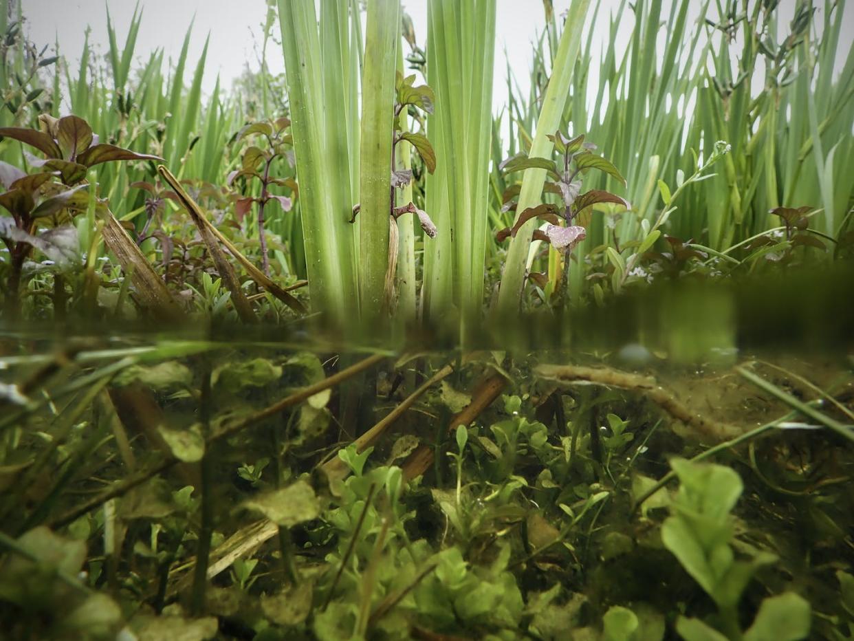 Las orillas de zonas húmedas y encharcadas suelen estar colonizadas por vegetación emergente que va siendo paulatinamente desplazada por vegetación flotante y sumergida conforme la lámina de agua va alcanzando una mayor profundidad. Lars L. Iversen, Author provided