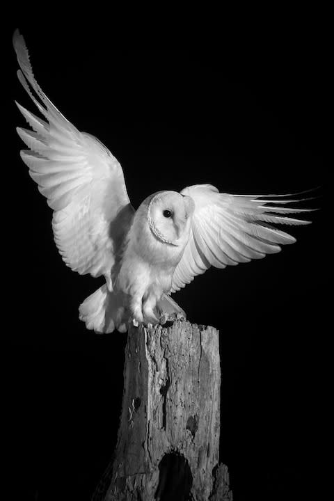 A British barn owl - Credit: WILL BURRARD-LUCAS