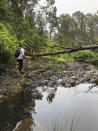 This photo provided by Yesenia D'Alessandro shows a volunteer in the Makawao Forest Reserve in Haiku, Hawaii on May 16, 2019, while searching for Amanda Eller, a yoga teacher and physical therapist who went missing during a hike. The dramatic rescue of a hiker lost for more than two weeks in a remote Hawaii forest is showing how emerging technology is helping search teams more efficiently scour the wilderness for missing people. (Yesenia D'Alessandro via AP)