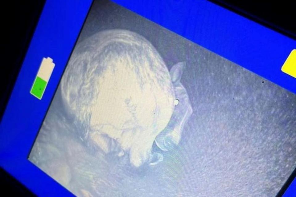 Bradford Telegraph and Argus: A thermal imaging camera showing Martha, the English bull terrier, stuck in a drainage pipe in Pudsey